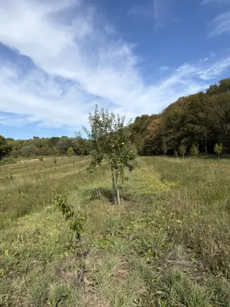 Foto treephoto-kjh7r827alq2302b9btyx3bb.jpeg