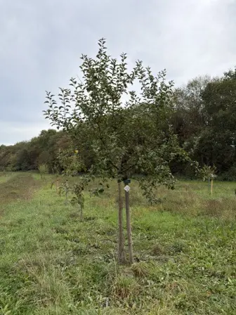 Foto treephoto-m7zgj7jmdlkw1v9bb1wjchbd.jpeg
