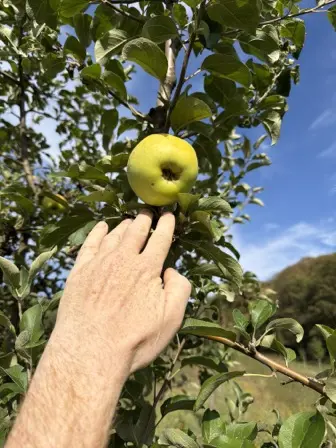 Foto treephoto-o1pas1puv5lzx416joqlbbr9.jpeg