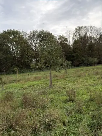 Foto treephoto-pht5z5mk78qr785k3pcin6cz.jpeg