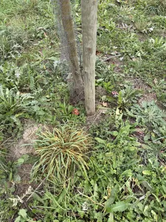 Foto treephoto-stbhabl8dsuoeuyfvwhjef4a.jpeg