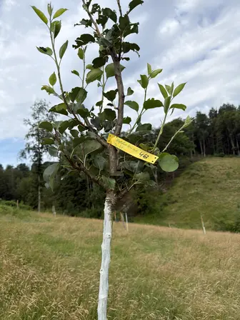 Foto treephoto-a0n9uyxvz0xkw26p452jzg8x.jpeg