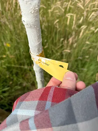 Foto treephoto-c6fn5ybit9xkmo4cre2d86om.jpeg