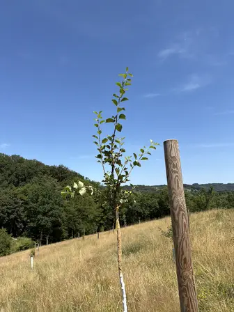 Foto treephoto-d1hx504dh660hptcjqkvuuvh.jpeg