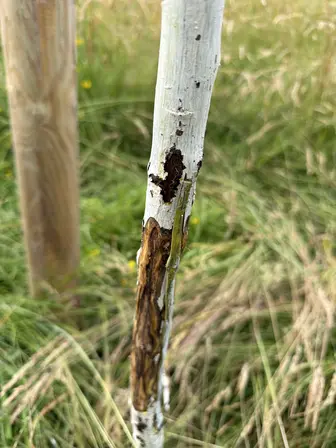 Foto treephoto-ei420gwky4bi1lqxnj7ub077.jpeg
