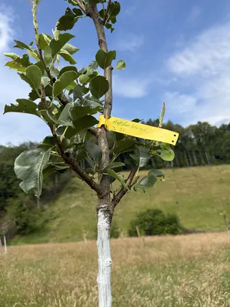 Foto treephoto-eirzi07pr6fgigd89wdist01.jpeg