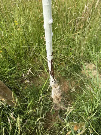 Foto treephoto-m0ky6esq3opgk3a6rhb8wttl.jpeg