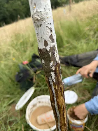 Foto treephoto-mso1w6oej9752q057vzheydl.jpeg
