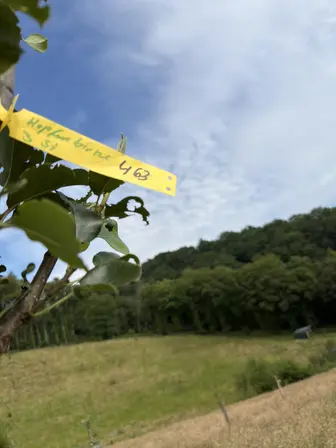 Foto treephoto-oisw1q1srudzol9mzgcafz2i.jpeg