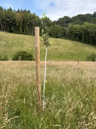 Foto treephoto-rn0qqfbjjb6g8i9qndunwasr.jpeg