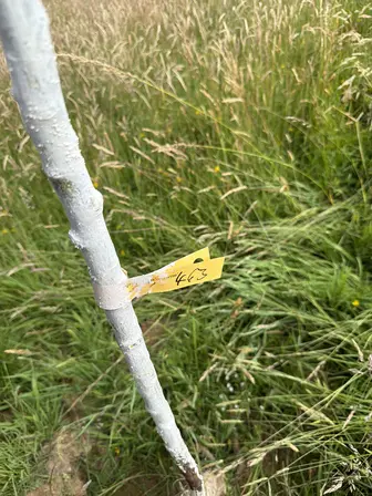 Foto treephoto-sqvuioodlhxu8s8i6btmq56c.jpeg