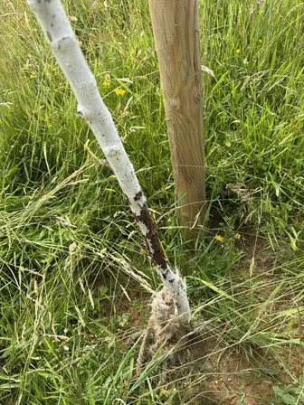 Foto treephoto-t5q4z59vna4voemjimnownw1.jpeg