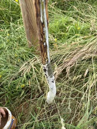 Foto treephoto-tu62x7eb6xugbuf19njv61t4.jpeg