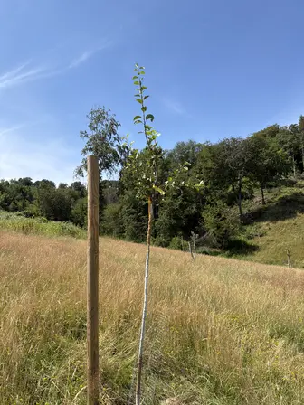 Foto treephoto-wbbyvdiethioqbspqbsfuu0a.jpeg