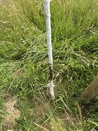 Foto treephoto-xtf52rfvucpqxeu6zw4fgw5n.jpeg