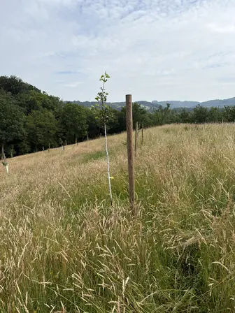 Foto treephoto-ydxqc5xpb5nawg93tog96ozt.jpeg