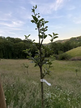 Foto treephoto-jgvmro5pbiwlpd07xxqq5q2e.jpeg