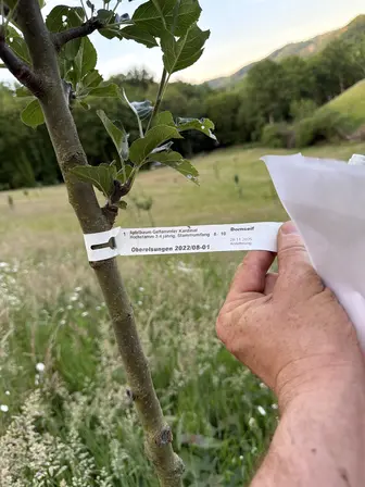 Foto treephoto-vm0m9y1tgk7qsvt3erfuf1wf.jpeg