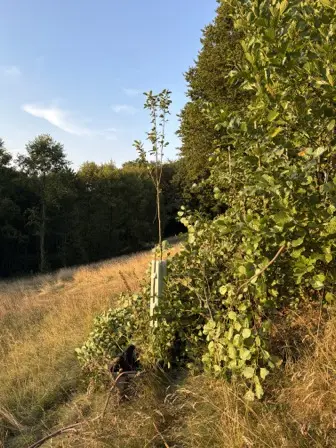 Foto treephoto-u2a45tdd7fn3yp6uvo4dzt53.jpeg