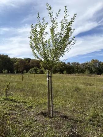 Foto treephoto-o16chx6loa0nyj1jw000fa6e.jpeg