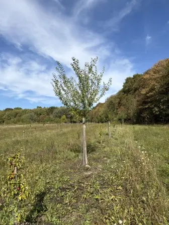 Foto treephoto-o7rgfx1rthekrmp6jr9c9dja.jpeg