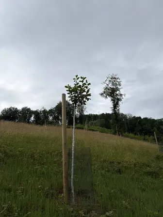 Foto treephoto-jihxxrzcyw5h2psp8aemepty.jpeg
