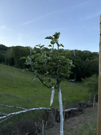 Foto treephoto-tlddjcbbu0qbia9fpiuqrjd4.jpeg