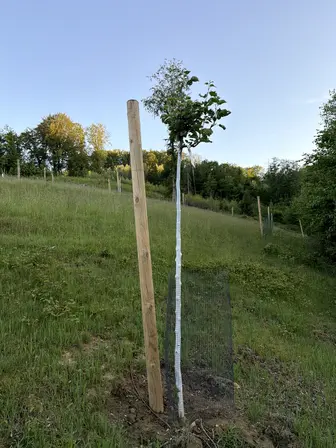 Foto treephoto-x3nmjfstkca9y7hjho19pbpw.jpeg
