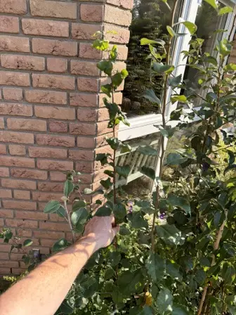 Foto treephoto-fnvhwsnkh7d5xhlyzwrrb3dt.jpeg