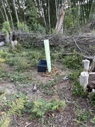 Foto treephoto-fxhl7pz9i3ib78qjomzhm8ve.jpeg
