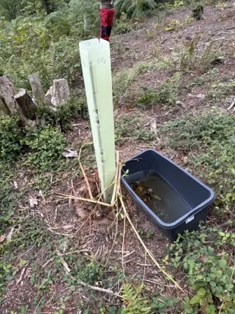 Foto treephoto-p66za5iwzud19bu8gy2gw9jo.jpeg