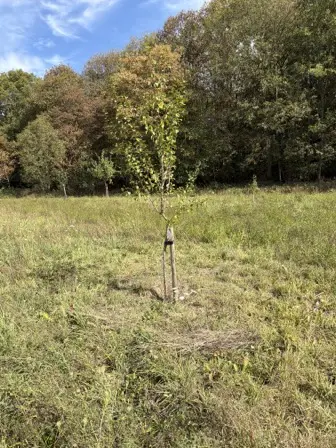 Foto treephoto-b6yc5y555v5q62vl4aukhevt.jpeg