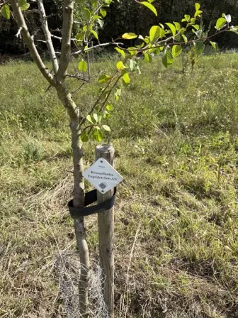 Foto treephoto-cxaz5m5stnyf1pgrbckp0z92.jpeg