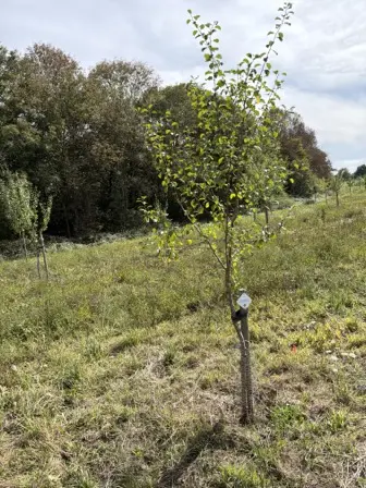 Foto treephoto-f31zkob4v7xfaqjcw2s4y8jx.jpeg