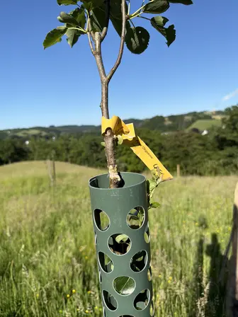 Foto treephoto-ghjhkqbgnw2t5bp00gij27kb.jpeg