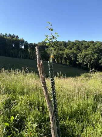 Foto treephoto-hoq7dy1gsyvbu8h85owmkive.jpeg