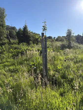 Foto treephoto-mplqfxjxt7xc0brs2odgn1z3.jpeg