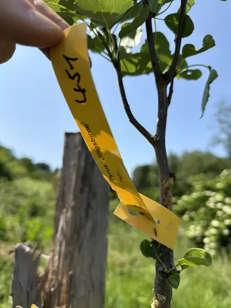 Foto treephoto-v3fh538q7juzwas4qajz87da.jpeg