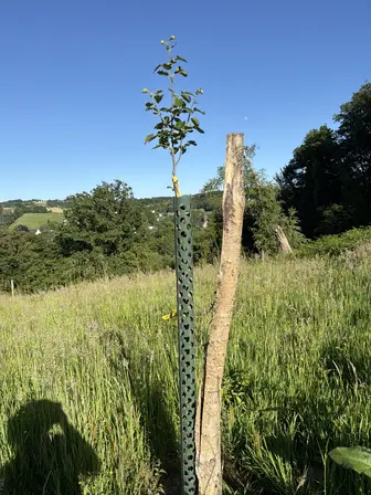 Foto treephoto-wp45l1bcezokyokg1deaic9y.jpeg