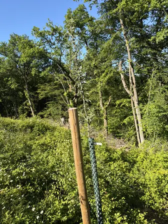 Foto treephoto-gt4bmhkbe9lgnx8bj9wzwtjx.jpeg