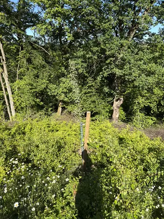Foto treephoto-pv5x9d0qn67rx1q5520oa3l5.jpeg