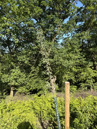 Foto treephoto-wujdd1frobbtxfdxlar8igeo.jpeg