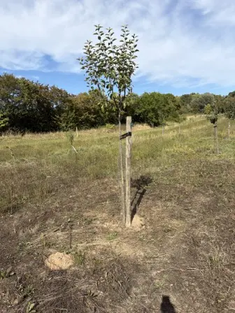 Foto treephoto-xc5gxejthzsaaoiy28g54zij.jpeg