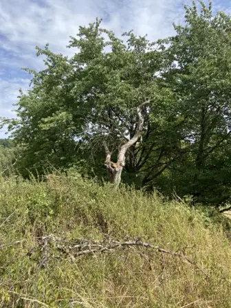 Foto treephoto-cob3hnn5mmoja3bzykq0kg4c.jpeg