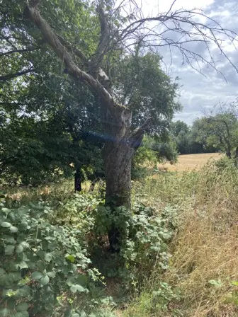 Foto treephoto-v126r87hpwlsec0j1xjh083x.jpeg