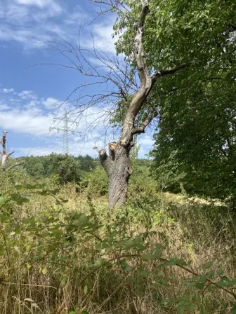 Foto treephoto-wpd4fjg8rse577xqx3skh1dj.jpeg