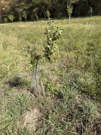Foto treephoto-g7awu4kahffhxxj9unppnwdr.jpeg