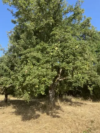 Foto treephoto-aev9ddzg2dnrif8fj6eziytg.jpeg