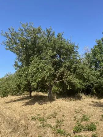 Foto treephoto-hwq4soxf59e789gbkm8wzjfa.jpeg