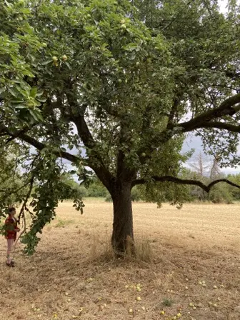 Foto treephoto-lwi3p0b82miiak7p21er6ucw.jpeg